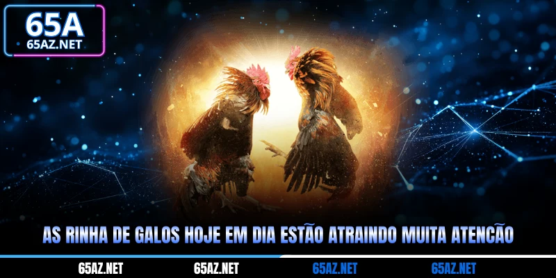 As rinha de galos hoje em dia estão atraindo muita atenção