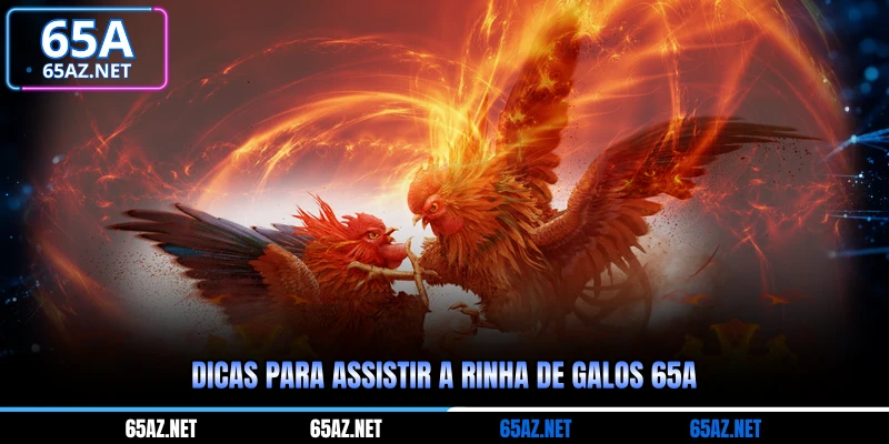 Dicas para assistir a rinha de galos 65a