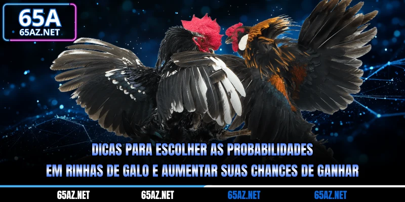 Dicas para escolher as probabilidades em rinhas de galo observando o estilo de luta