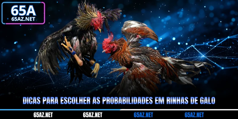 Dicas para escolher as probabilidades em rinhas de galo e aumentar suas chances de ganhar